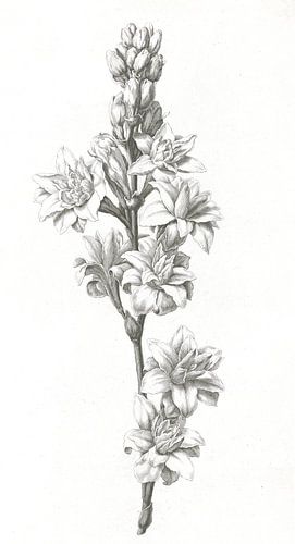 Blume von Jan Caspar Philips, 1736 - 1775