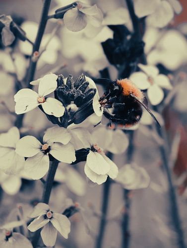 Resilient - Bumblebee