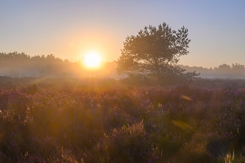 Sonnenaufgang über einer Heidelandschaft an einem wunderschönen Sommermorgen von Sjoerd van der Wal Fotografie