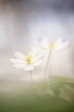 De lente, het seizoen van de oh zo mooie bosanemoon - 1. van Danny Budts