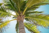 Palm tree