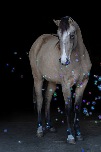 Falbe amongst shimmering soap bubbles against a dark background