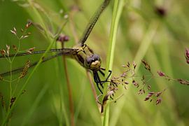 Common bank lick by Shirley Douwstra