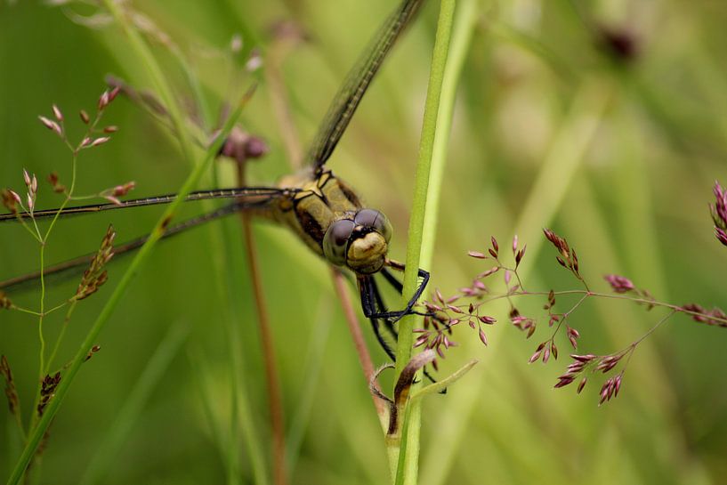 Common bank lick by Shirley Douwstra