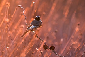 Schwarzer Gartenrotschwanz, Phoenicurus ochruros gibraltariensis