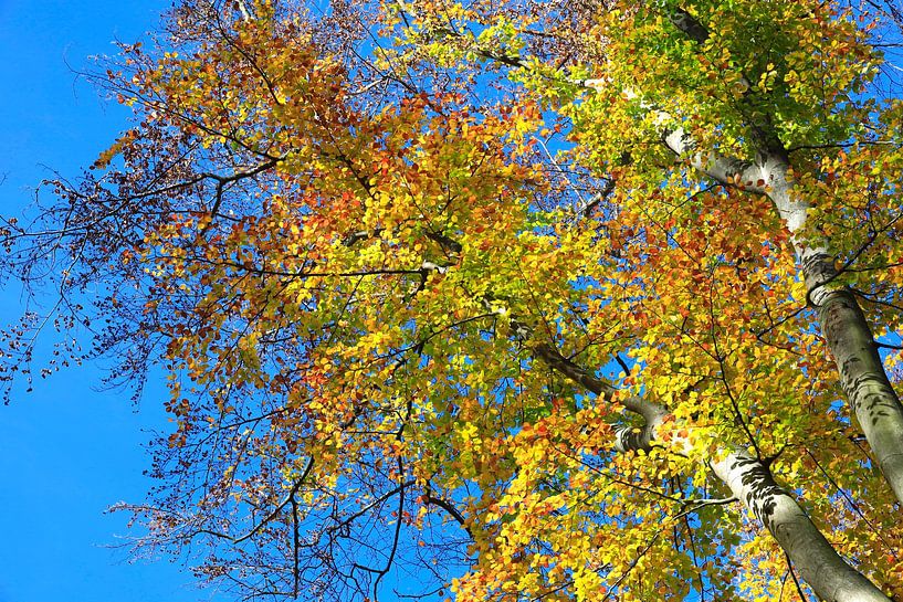 Autumn time by Thomas Jäger