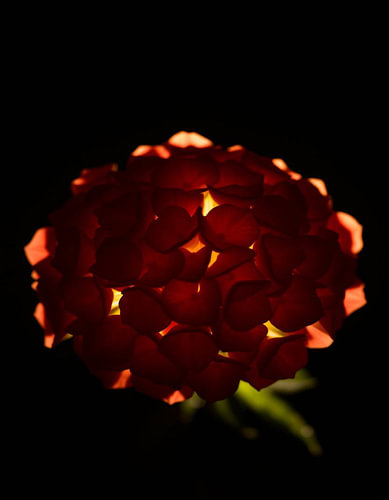 "Ember Hydrangea Xl"
