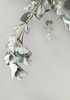 Eucalyptus