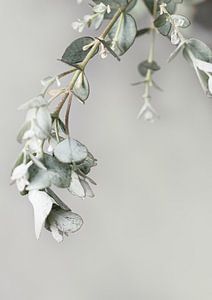 Eucalyptus by Melanie Schat