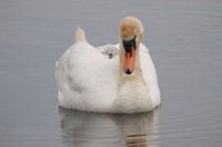 Zwaan met jong