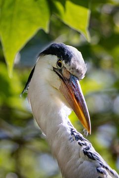 Closeup van een blauwe reiger