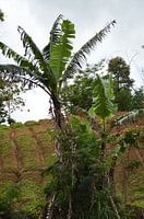 Nahrungsmittelproduktion in Indonesien