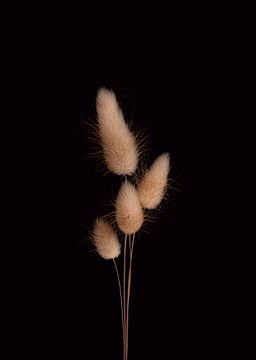 Four soft fluffy hare tails with black background. by Sandra houben
