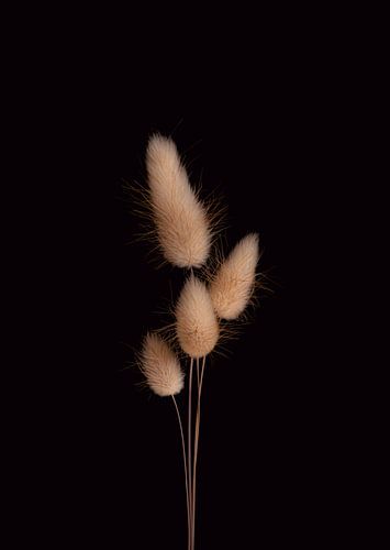 Vier weiche, flauschige Hasenschwänze mit schwarzem Hintergrund.
