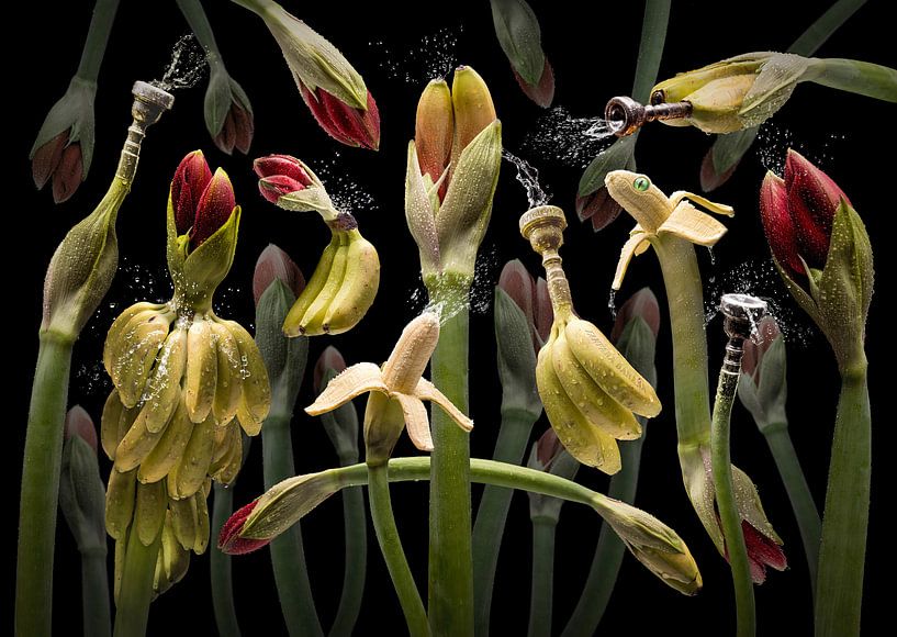 Amarylla tropicana by Olaf Bruhn