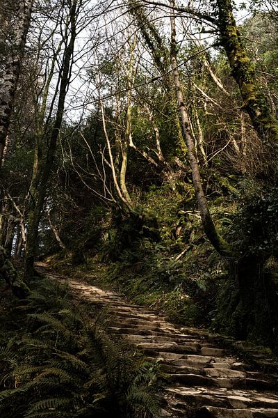 Winter in Irland von Maurice Vinken
