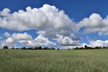 An oat field under a blue sky by Claude Laprise