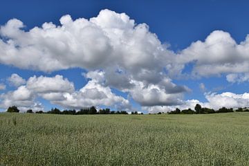 Een haverveld onder een blauwe hemel van Claude Laprise