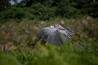 Shoebill or Shoebill stork