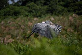 Shoebill or Shoebill stork by Denise Captures