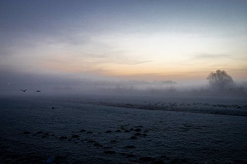 Un lapin chasse les oiseaux