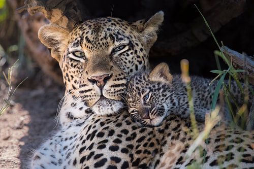 Luipaard welpje knuffelt met moeder