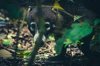 Curious Coatimundi