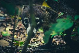 Curieux Coatimundi sur Dennis Langendoen