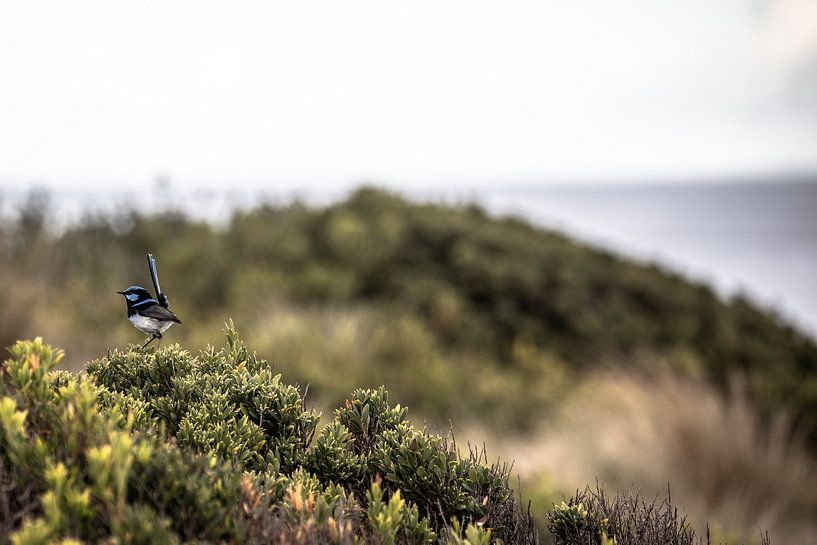 Superb blue fairy-wren van Mark Thurman