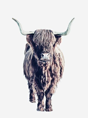 Hochlandrinder Colin White