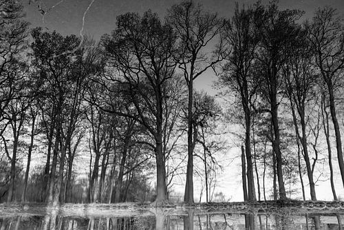 Im Wasser gespiegelte Bäume, gedreht, schwarz-weiß