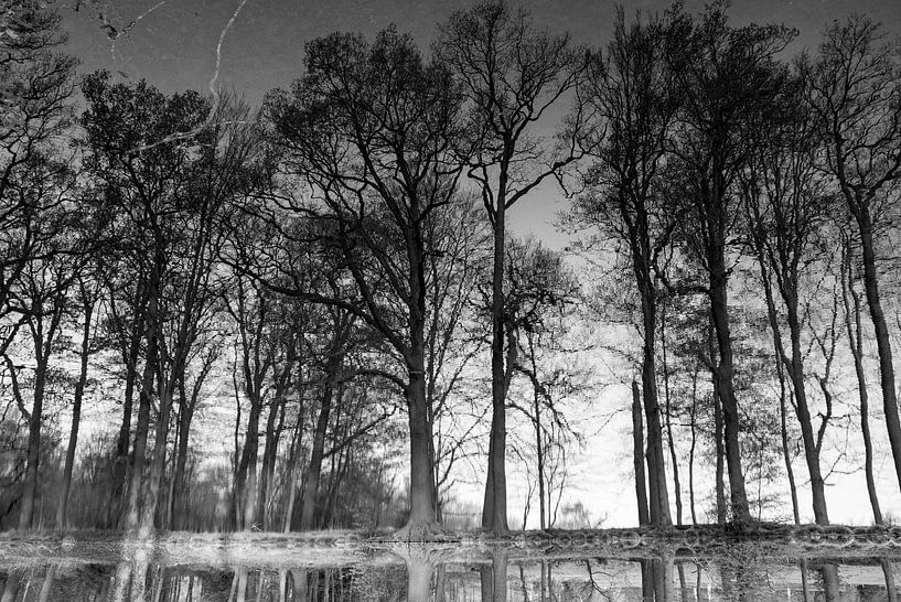 Im Wasser gespiegelte Bäume, gedreht, schwarz-weiß von Bianca ter Riet