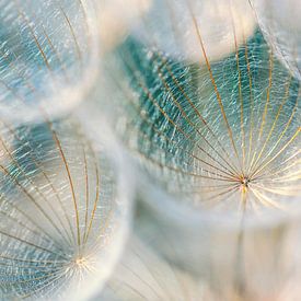 Lichtvanger IV van Daniela Beyer