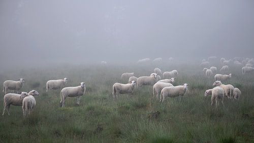 Schapen in de mist