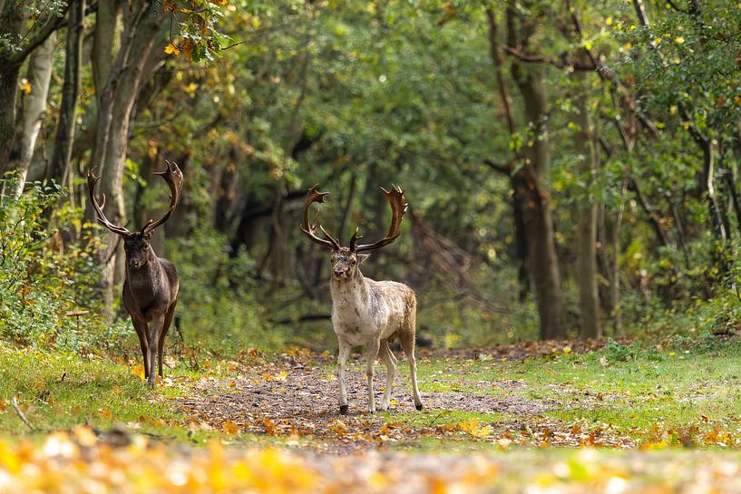 Rivals in the autumn light by Wendy Hilberath