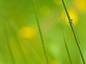 Hide and seek  sur Lieuwkje Vlasma