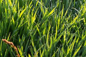 Gras en waterdruppels met zon.