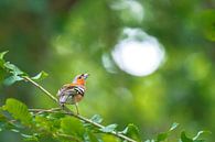 Finch by Sander Meertins thumbnail