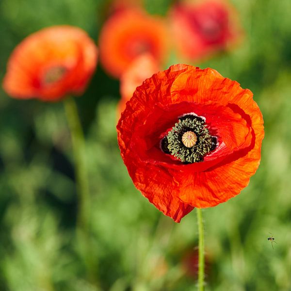 red flowering corn poppy on flower meadow in summer by Heiko Kueverling