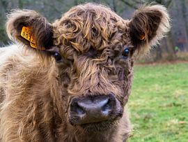 Scottish Highlander cow from Zedelgem by Delphine Kesteloot