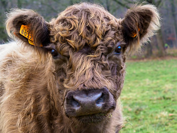Schottische Highlander-Kuh aus Zedelgem