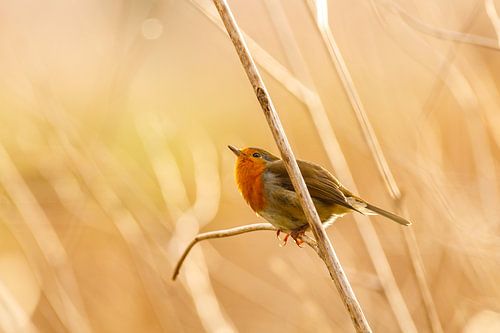 Roodborstje in de ochtendzon