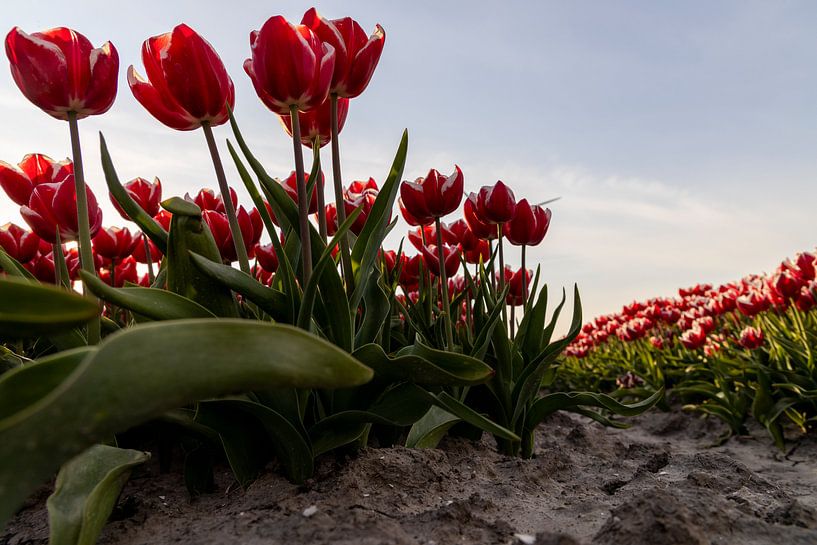 Die roten und weißen Tulpen im niederländischen Lehm von Hans de Waay