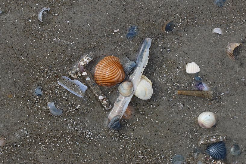 Schelpen op het strand van Matthias Brix