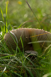 The Mysterious Underside of a Giant Mushroom