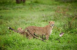 junger Gepard spielt mit Mutter, Acinonyx jubatus, in Serengeti