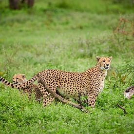 young cheetah playing with mother, Acinonyx jubatus, in Serengeti