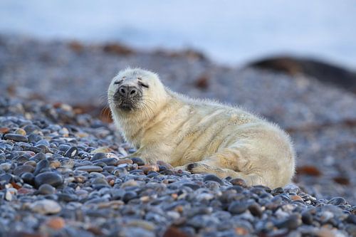 Grijze Zeehond Brul Helgoland Eiland Duitsland