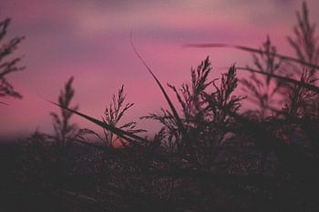 Sonnenuntergang durch das Schilf