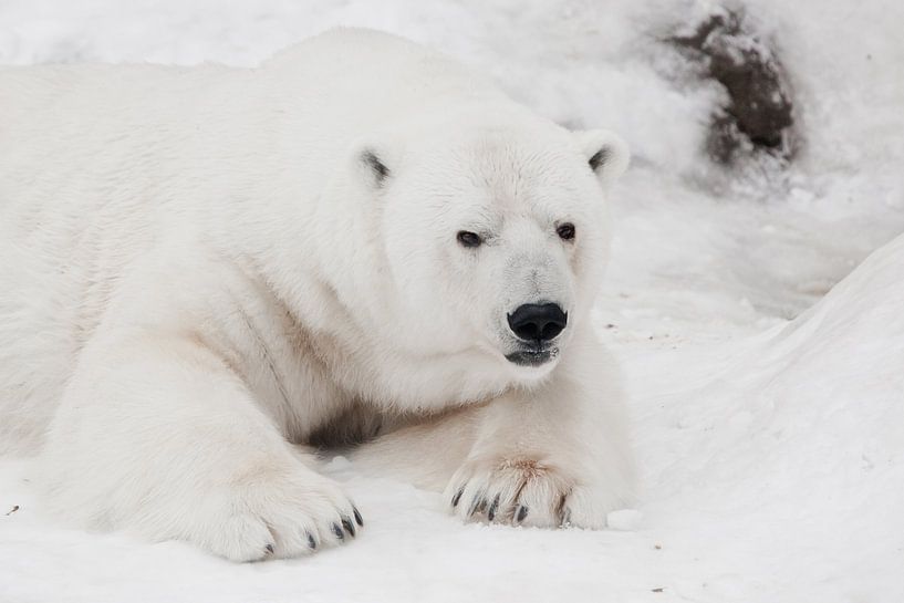 Un ours polaire blanc à la peau blanche comme du cristal, couché sur la neige et dormant (se reposan par Michael Semenov